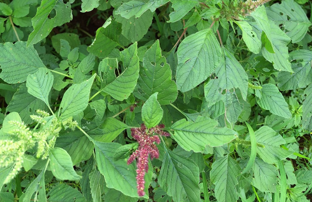 Planta daninha Caruru Roxo em uma lavoura