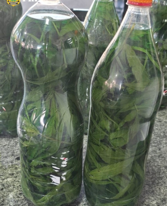 Cachaça com maconha