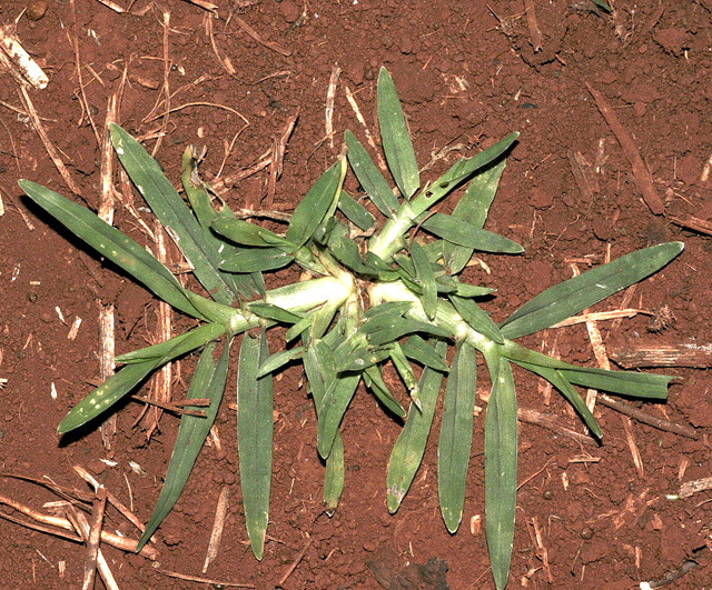 Divulgação Embrapa Soja 