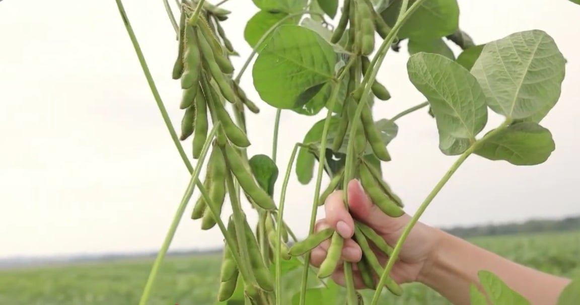 Soja impulsiona Goiás, que mantém expectativa de safra robusta para 2025/26