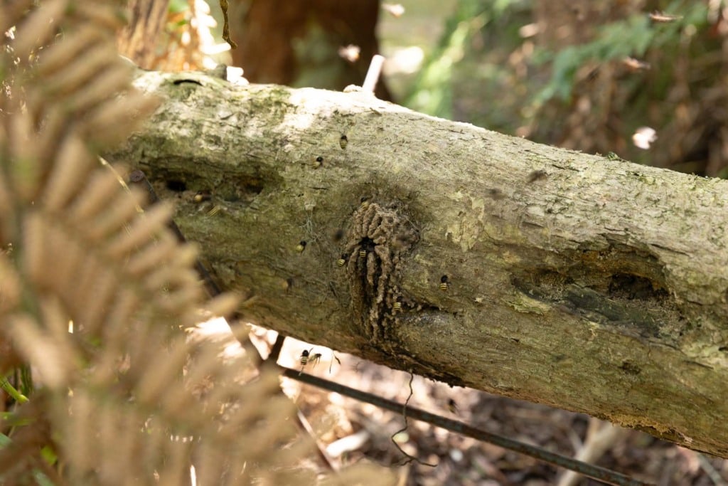 Colmeia no interior do tronco