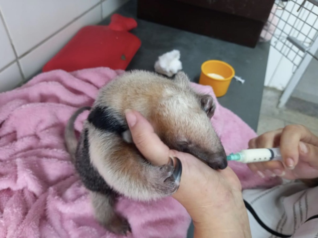 Tamanduá-mirim resgatado ainda bebê Tamanduá-mirim resgatado ainda bebê