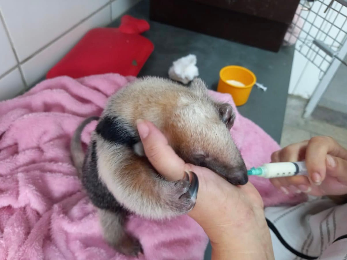 Após perder a mãe em atropelamento, tamanduá-mirim Olavo é devolvido à natureza