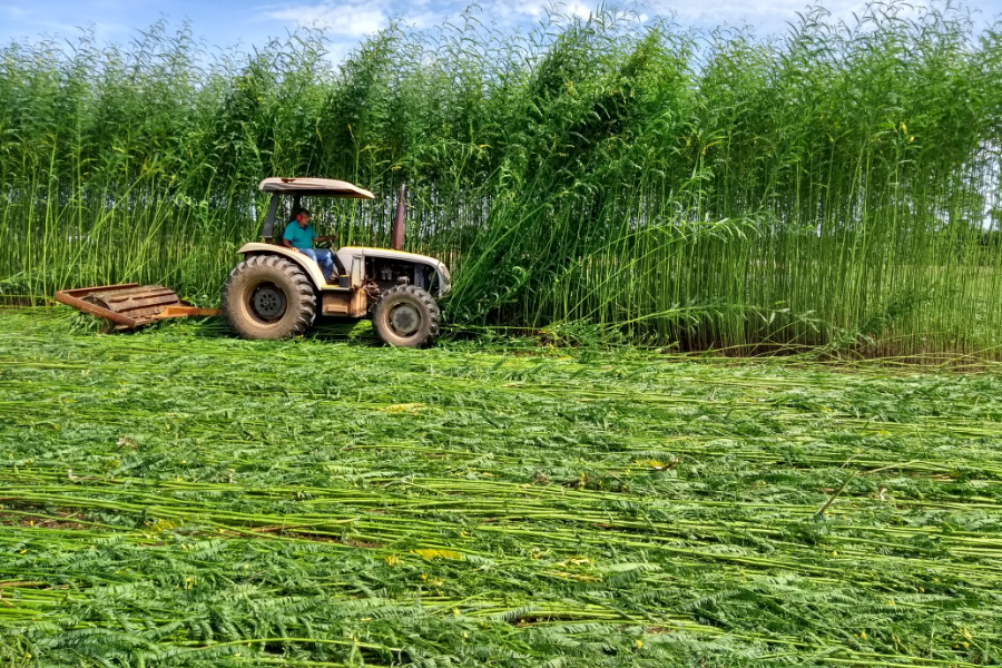 Embrapa aposta em planta para  recuperar solos no cultivo de arroz e feijão