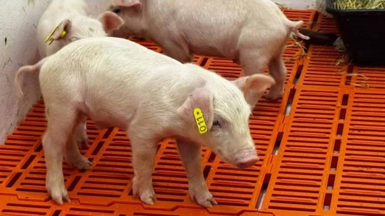 clone suíno