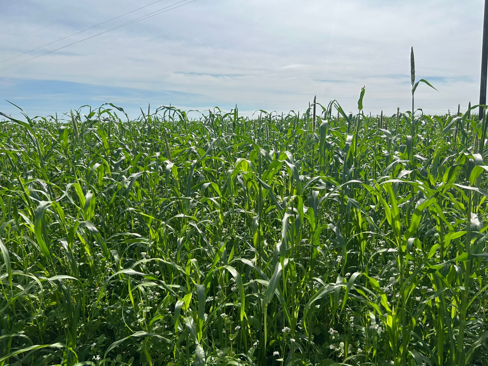 Aprosoja TO promove Dia de Campo com foco em manejo e produtividade