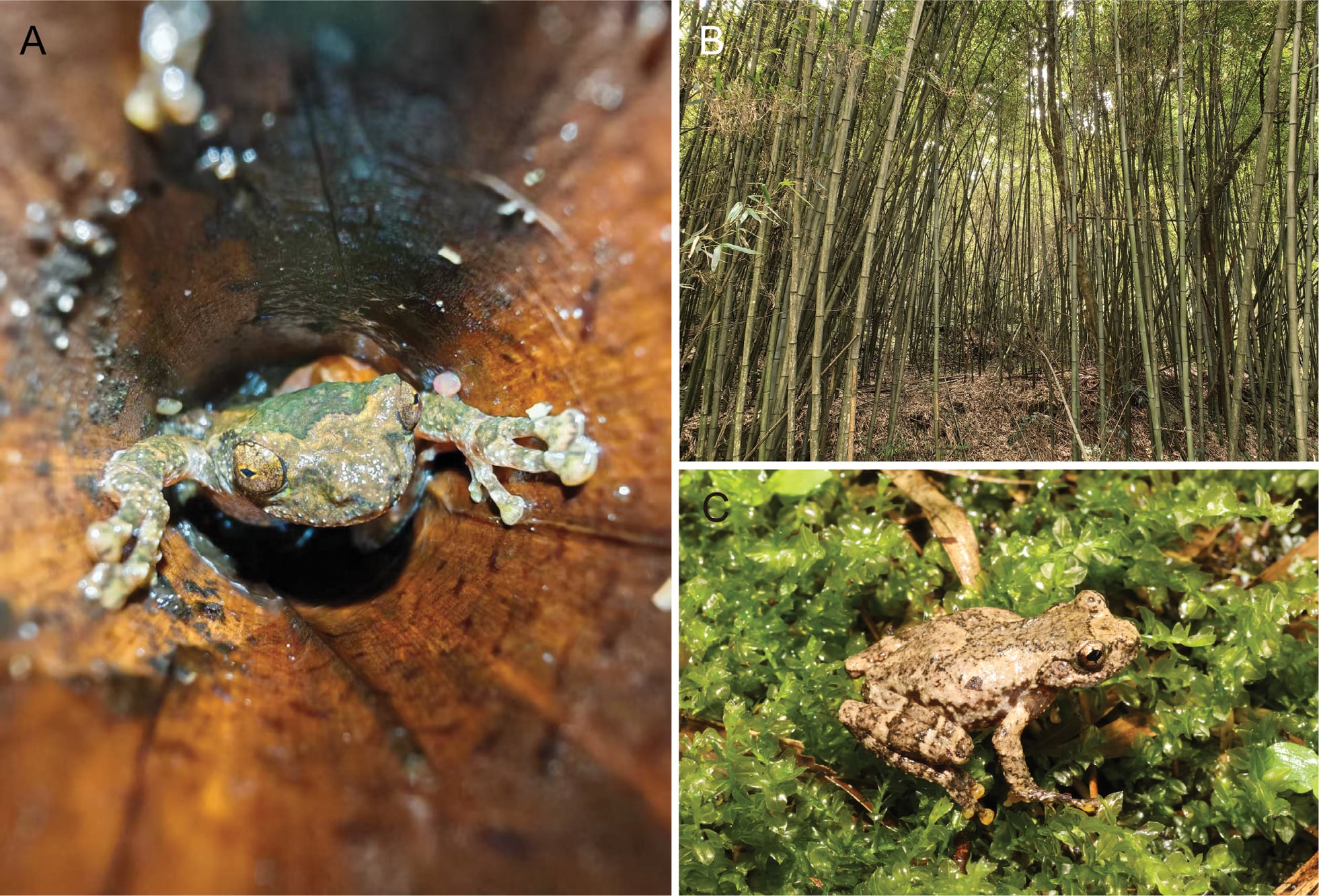 Sapo que canta como um pássaro? Pesquisadores identificam espécie curiosa