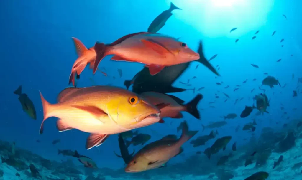 peixes peixes