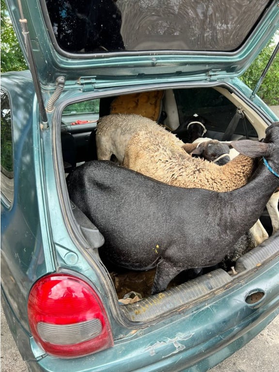 Polícia recupera sete caprinos roubados que eram transportados em carro hatch