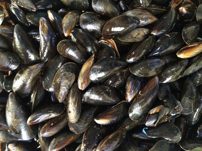 marisco sururu