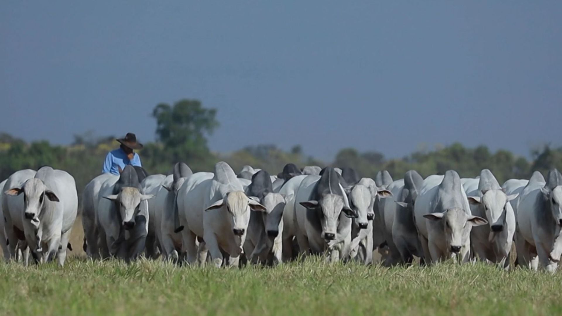 MT exporta 251,83 mil t de carne bovina no 1º trimestre e bate recorde, diz Imac
