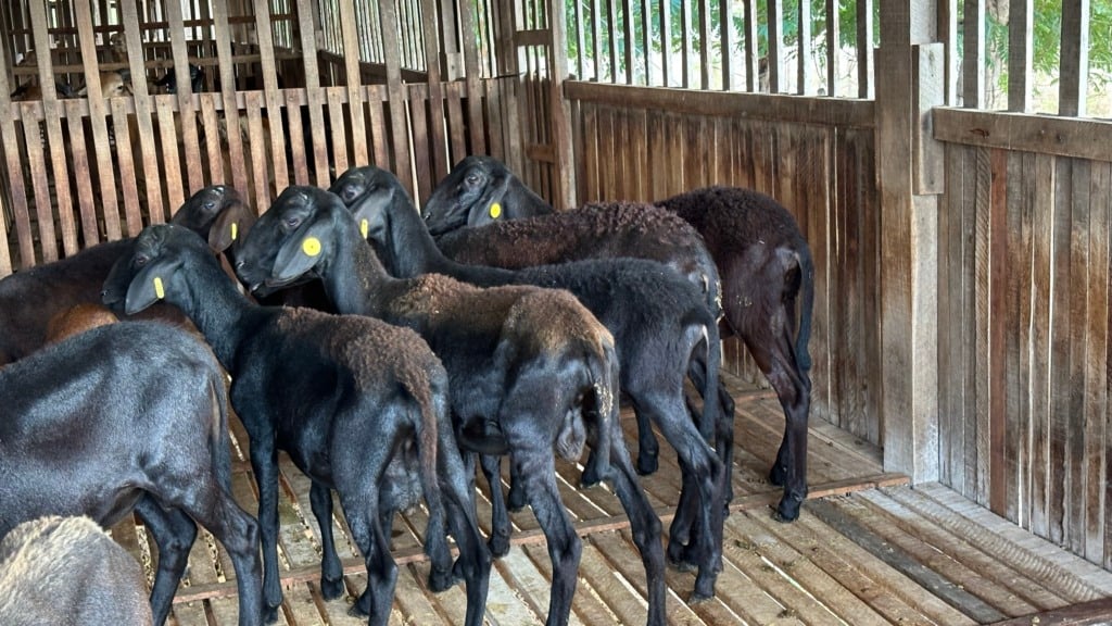 Animais jovens separados 
