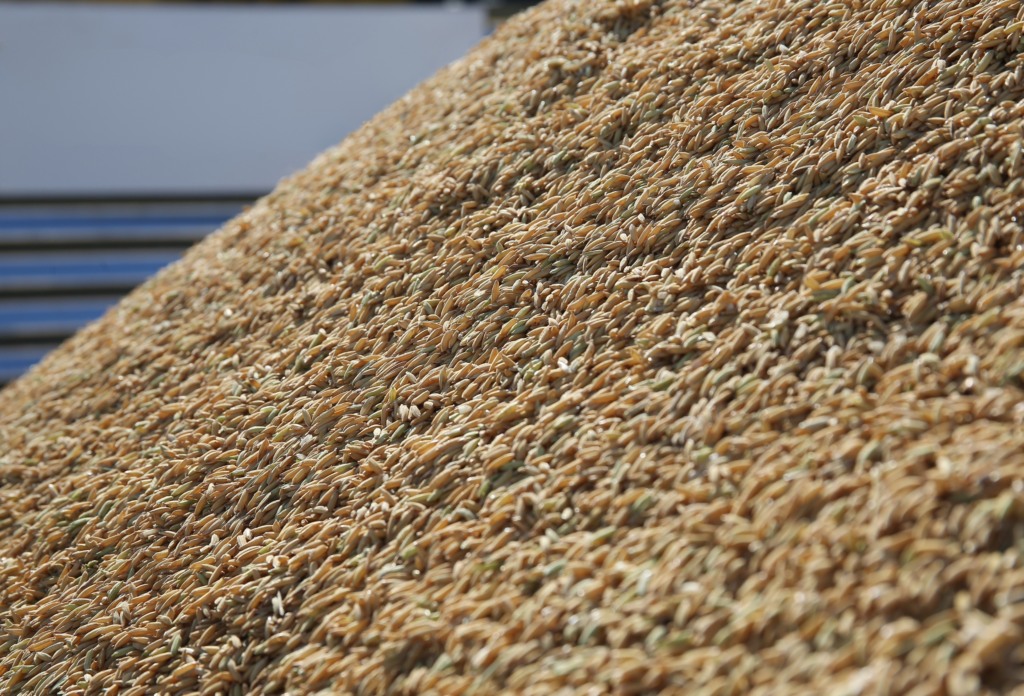 leilão de arroz Conab leilão de arroz Conab