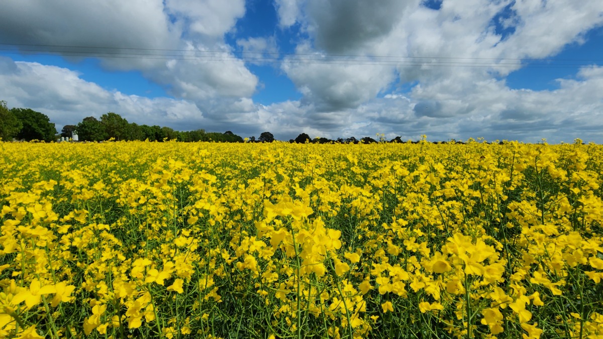 Canola Canola
