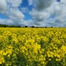 Canola