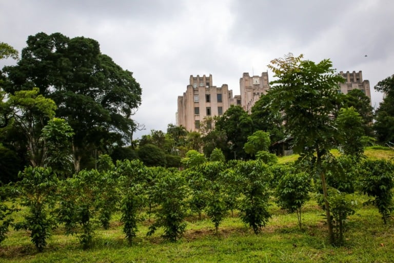 Colheita de café São Paulo