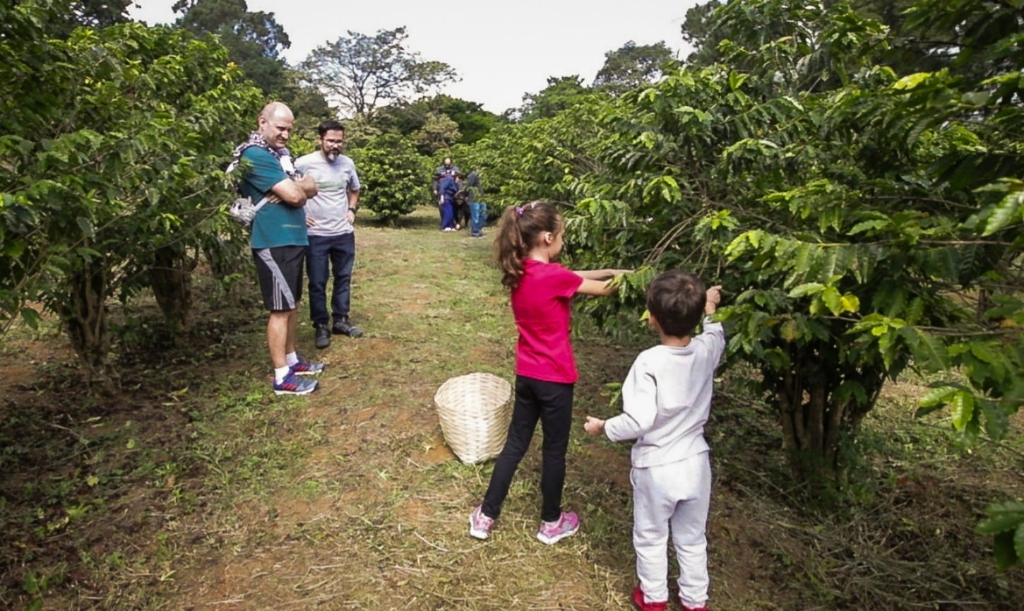 Colheita no maior cafezal urbano do mundo marca início da safra paulista