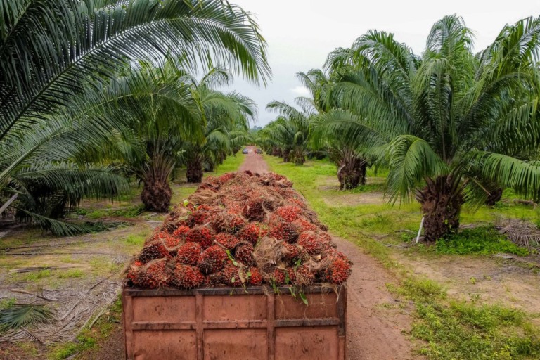 Dendê