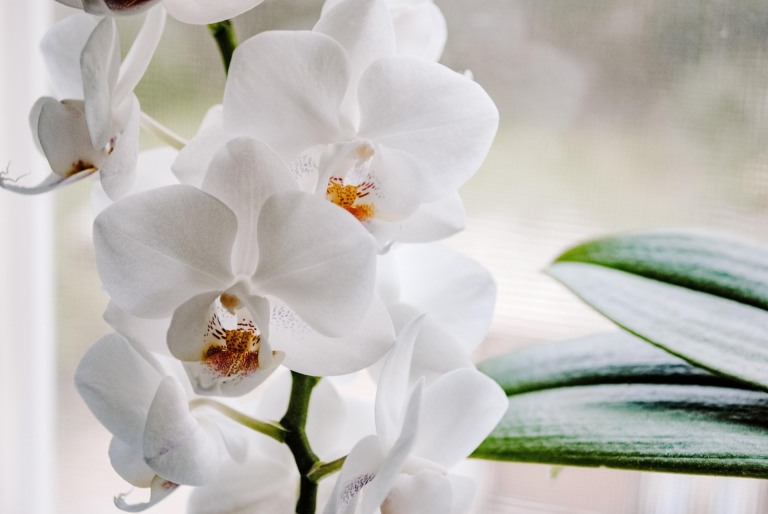 Orquídea