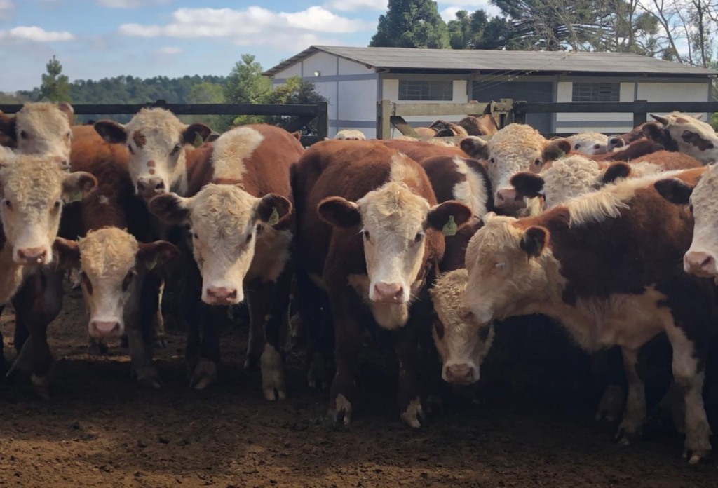 Certificação Hereford e Braford cresce e aquece mercado Certificação Hereford e Braford cresce e aquece mercado