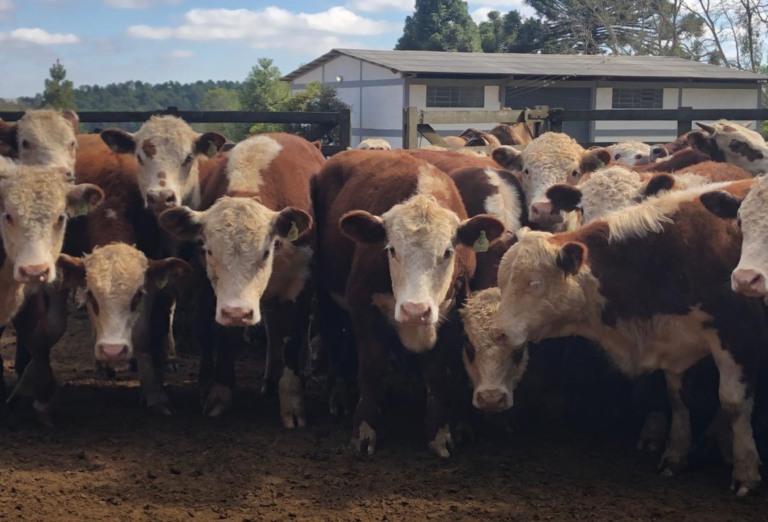 Certificação Hereford e Braford cresce e aquece mercado