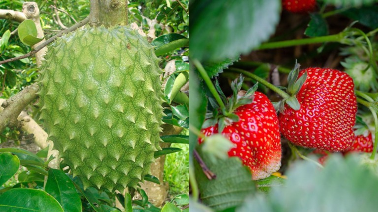 Graviola e morango