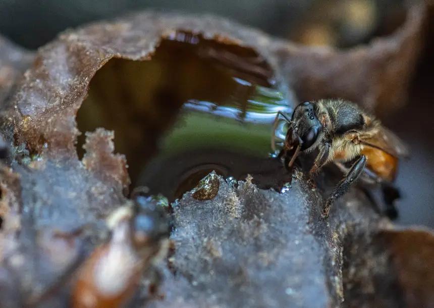 Dia Mundial da Abelha: produção de mel de abelhas sem ferrão alia renda e preservação ambiental