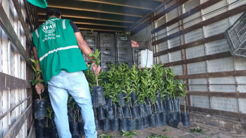 Carga irregular de mudas cítricas é apreendida na Bahia Carga irregular de mudas cítricas é apreendida na Bahia