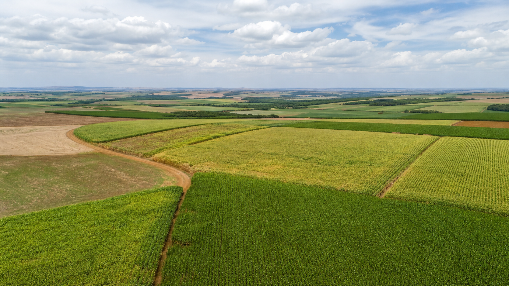 Área de milho na primeira safra cresce 31% no Paraná, e segunda safra caminha para recorde