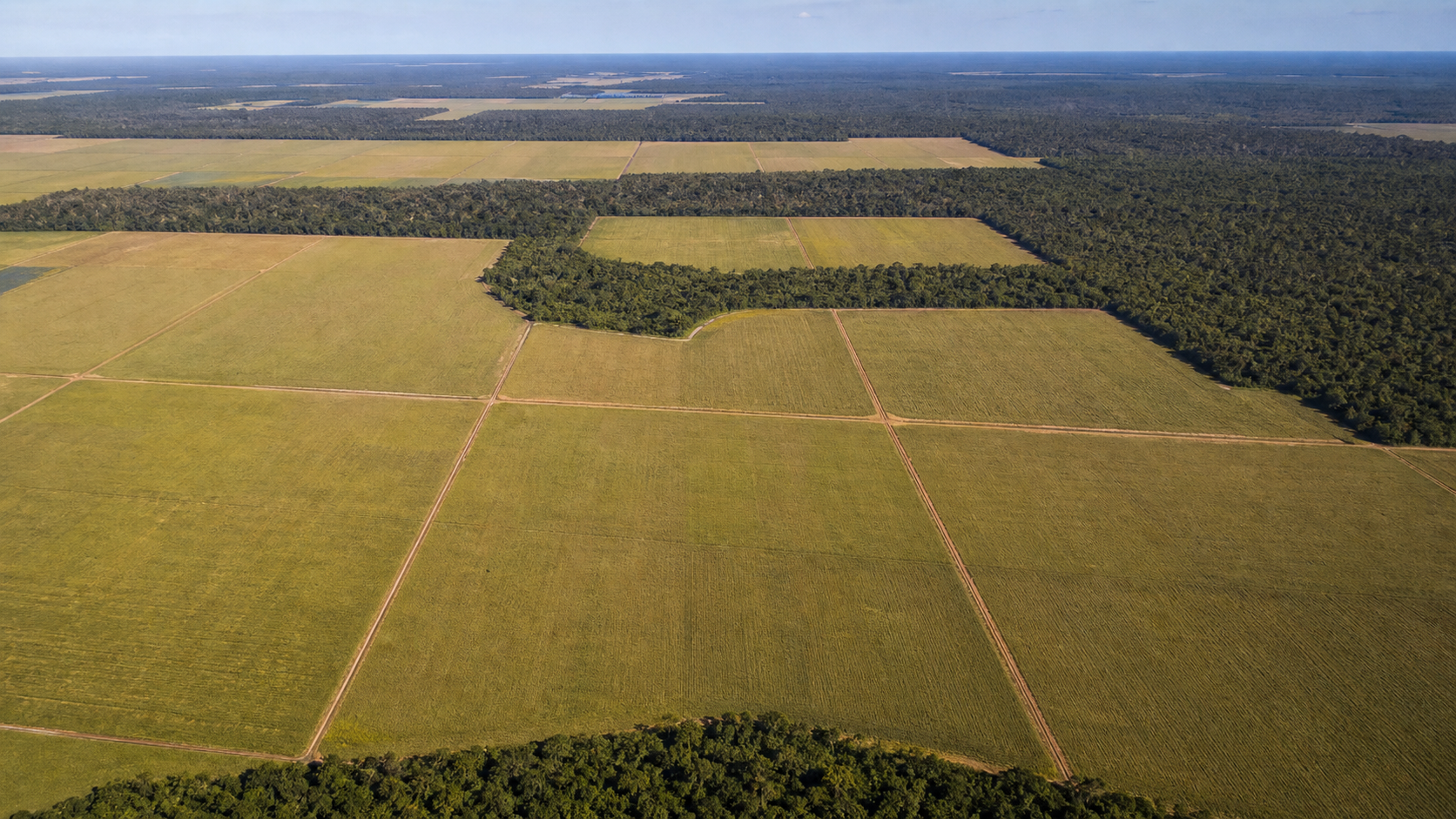 Área de soja avança em Mato Grosso e Rondônia na safra 2025/26