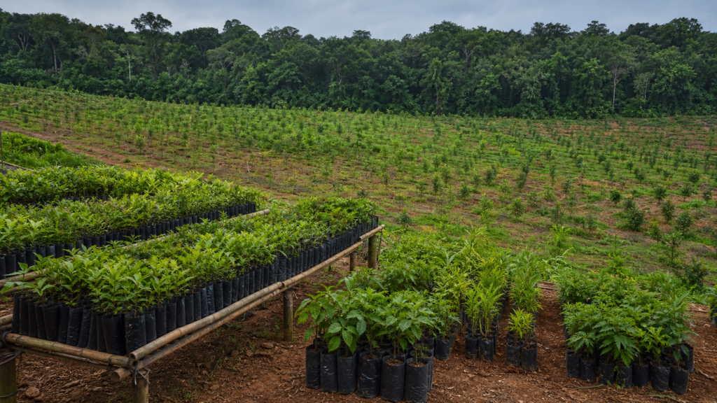 BNDES Florestas recebe prêmio internacional por estratégia de restauração e bioeconomia BNDES Florestas recebe prêmio internacional por estratégia de restauração e bioeconomia