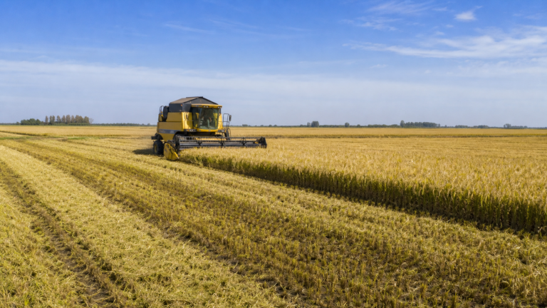 Colheita do arroz atinge 98,68% da área cultivada no Rio Grande do Sul