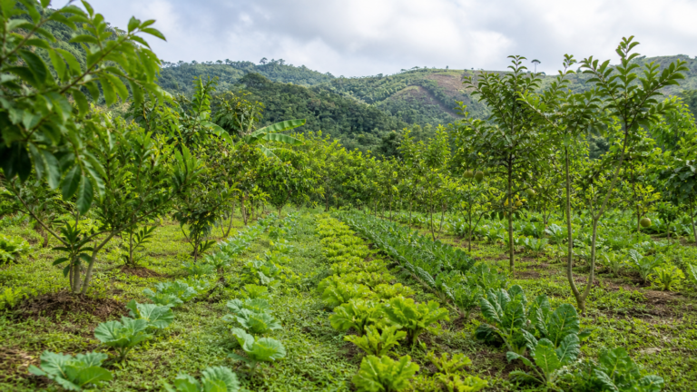 Embrapa destaca sistemas agroflorestais como alternativa de produção sustentável