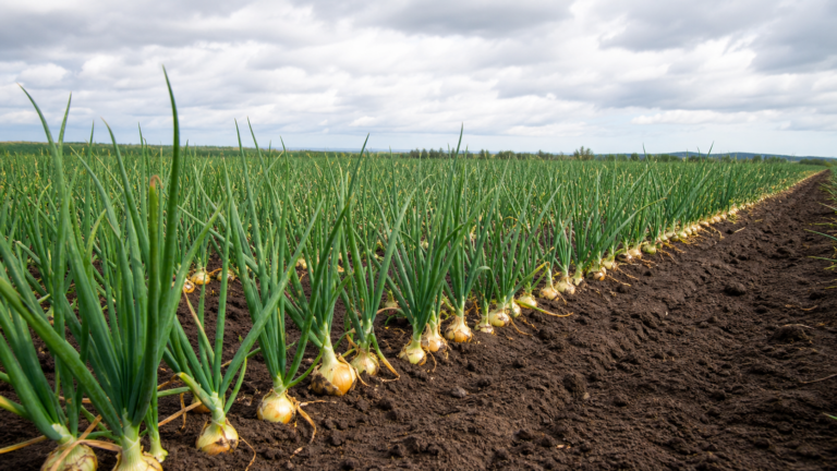 Embrapa lança cultivar de cebola adaptada ao cultivo de verão