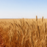 Embrapa lança cultivares de trigo para ampliar produção no Cerrado