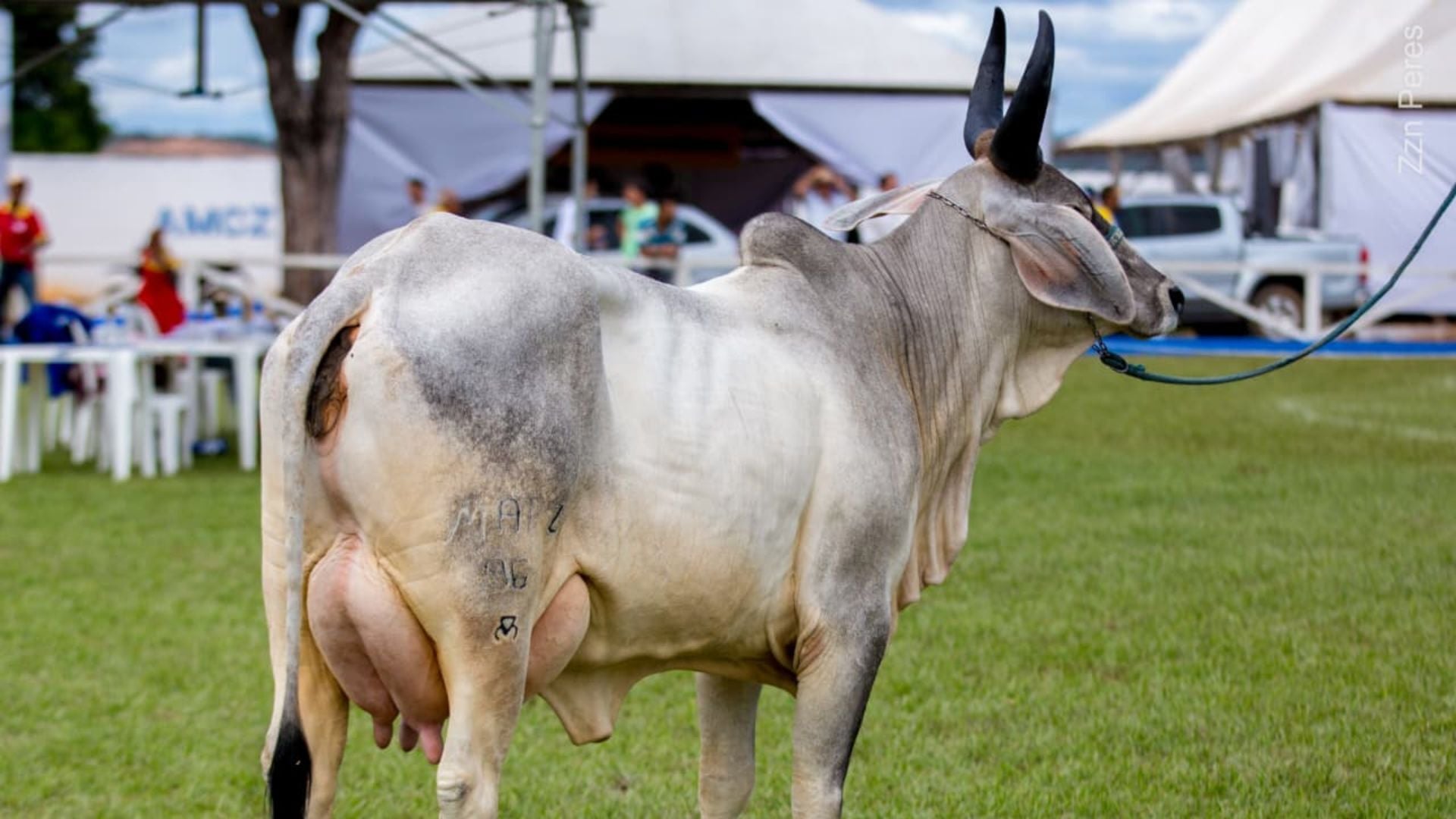 Foto: Divulgação.