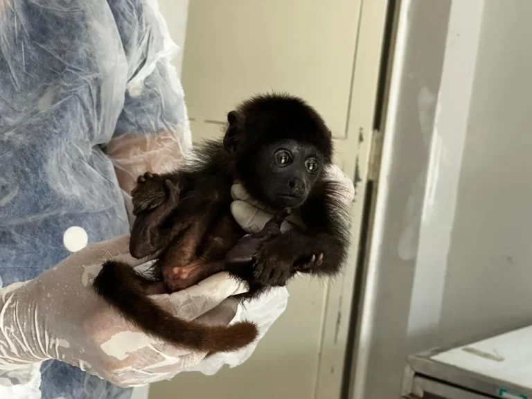 macaco; bugio