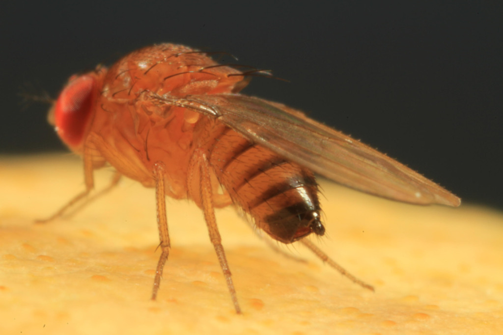 mosca-das-frutas mosca-das-frutas