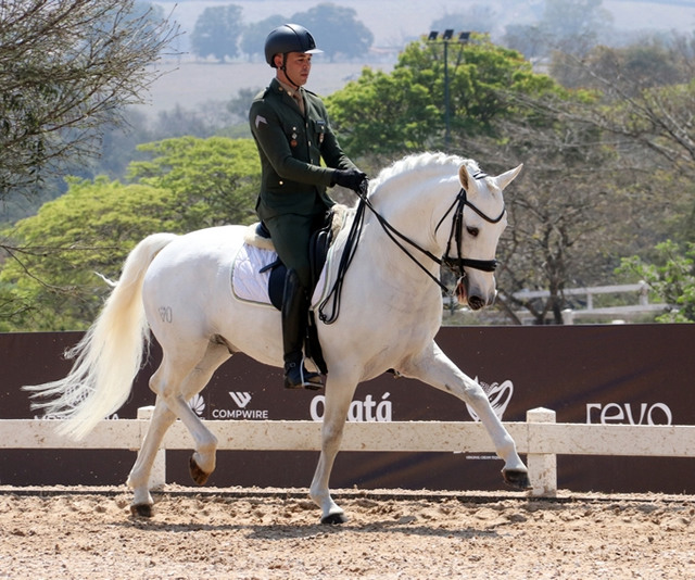cavalo lusitano