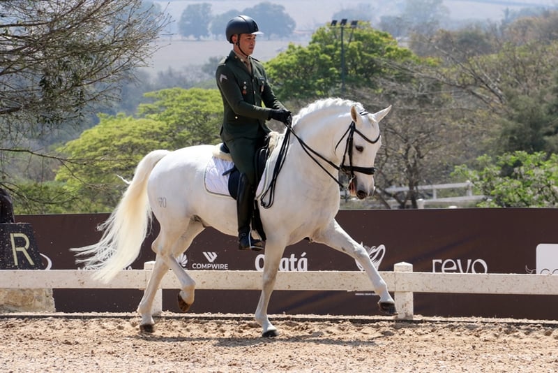 Cavalo lusitano: exposição reúne mais de 400 animais e disputas válidas para mundiais
