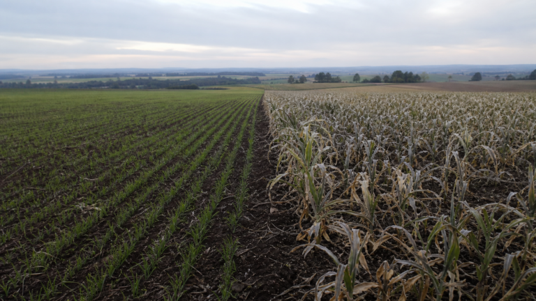 Plantio de trigo avança para 48% da área no Paraná, diz Deral