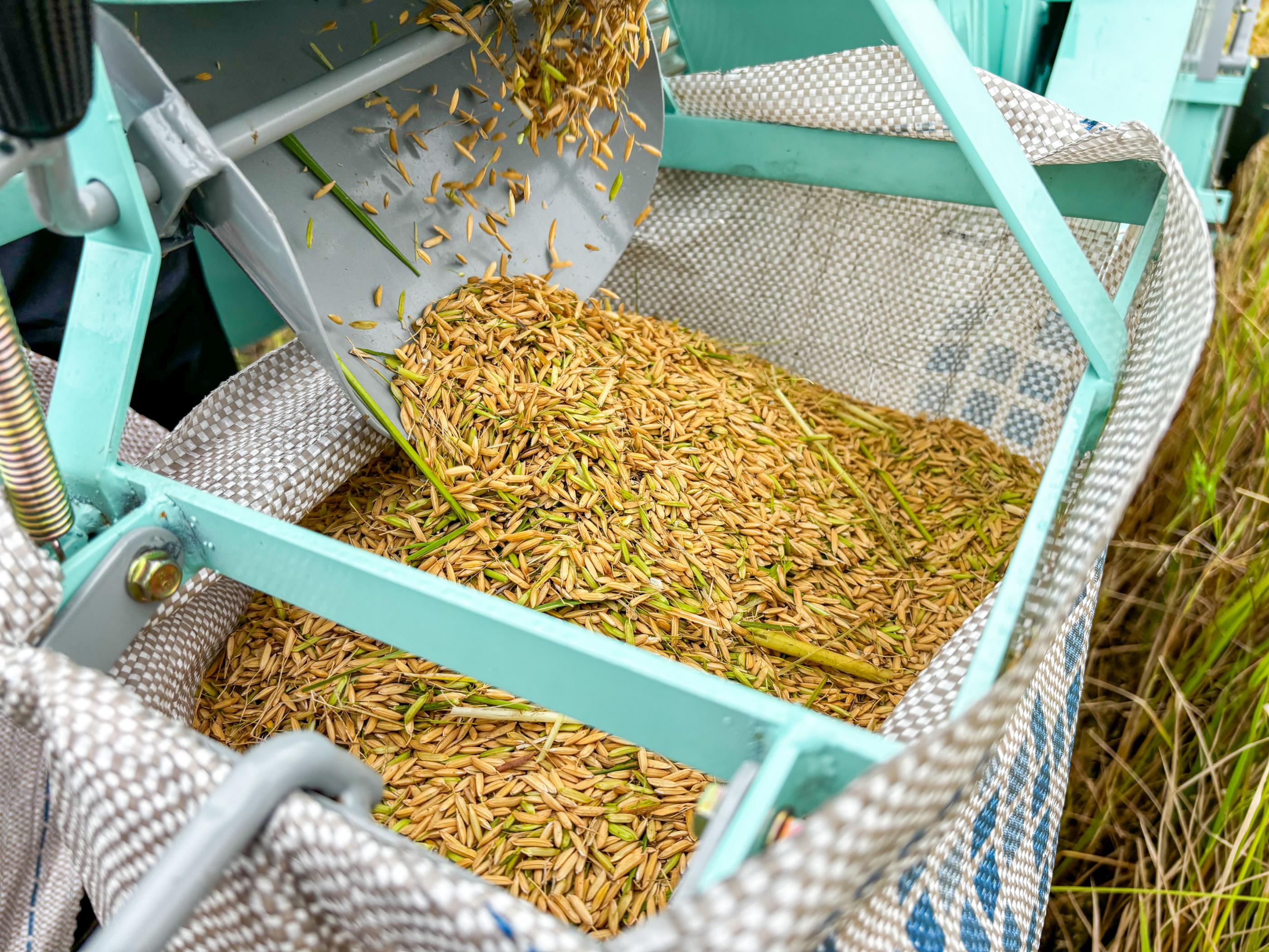 Alagoas amplia produção de arroz e registra crescimento de 41% em três anos