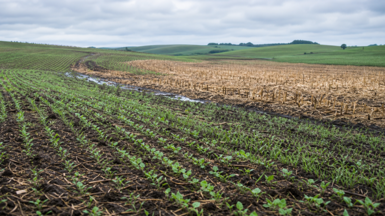 Produtores do RS iniciam plantio de inverno com avanço de canola e aveia-branca