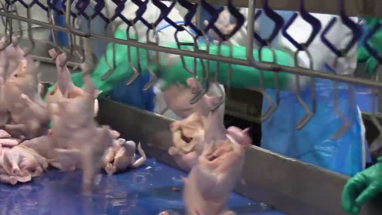 Ovos mantêm preços, frango perde competitividade e suinocultor enfrenta custos altos