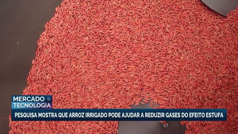 Pesquisa revela que arroz irrigado pode reduzir gases do efeito estufa