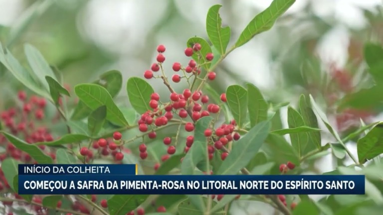 Início da colheita da pimenta rosa no Espírito Santo em 2023
