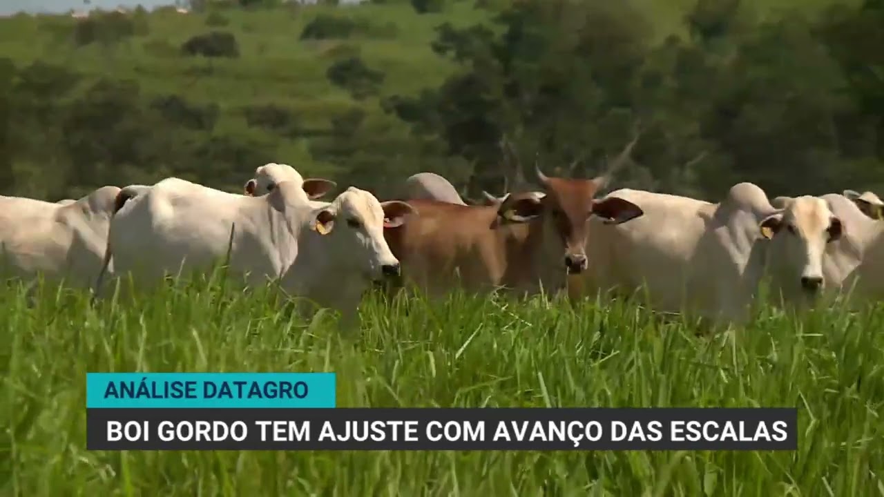 Mercado do boi gordo passa por ajuste com aumento das escalas de abate