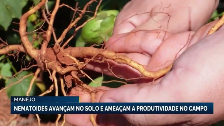 Nematoides ameaçam a produtividade da soja, milho e algodão no Brasil