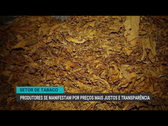 Produtores de tabaco se manifestam por preços mais justos e transparência
