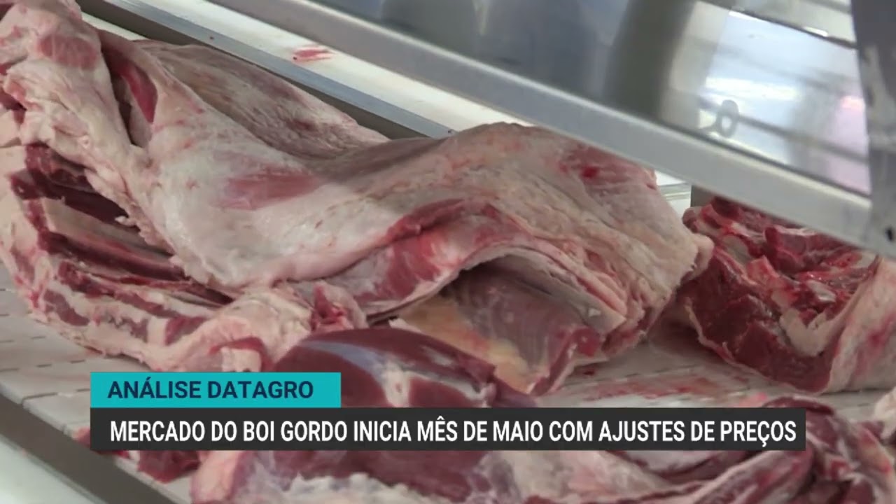 Mercado do boi gordo inicia maio com ajustes e perspectivas positivas